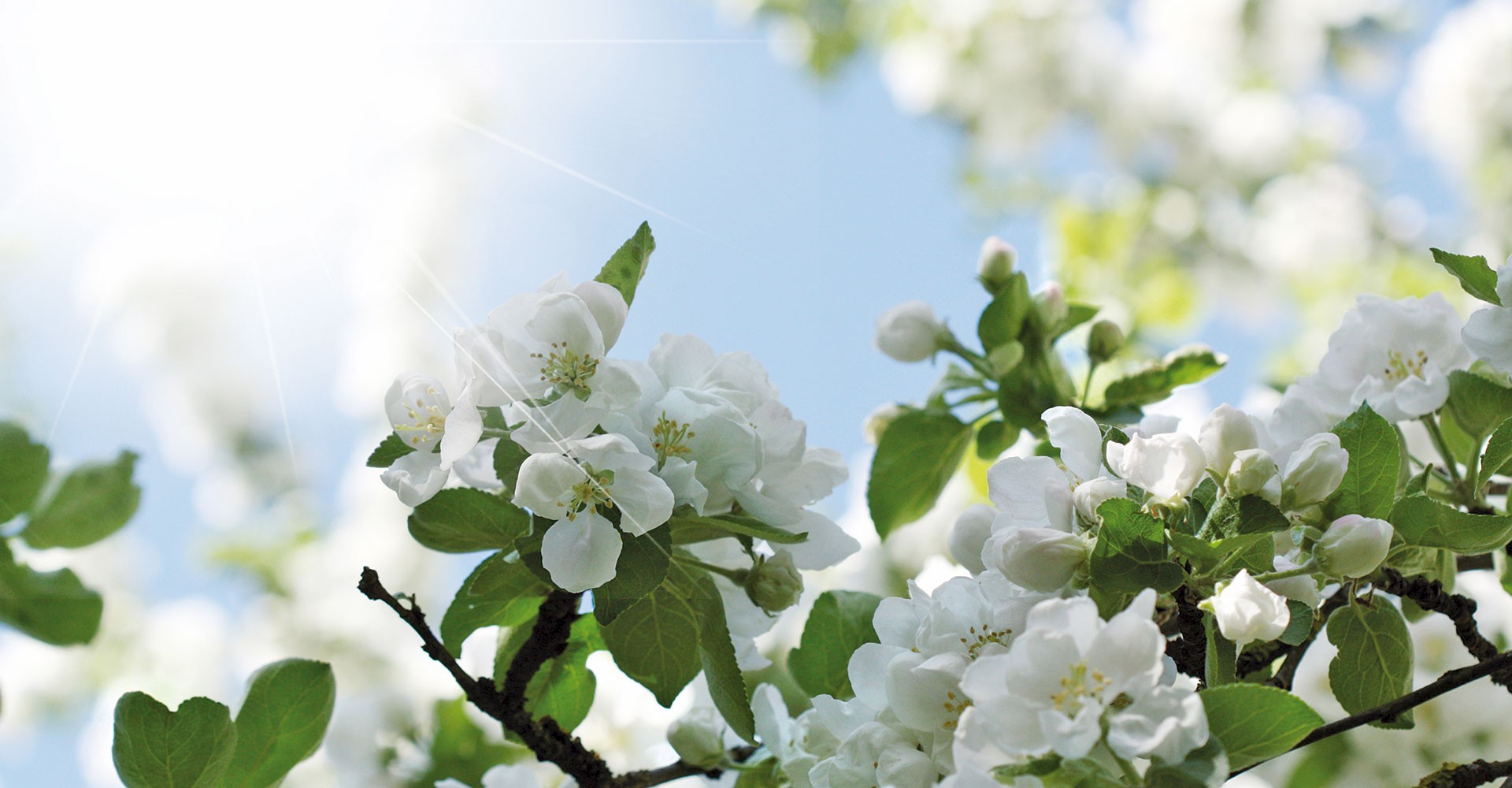 Apple blossom